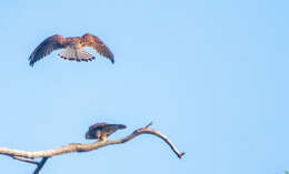 Image of Spotted Kestrel