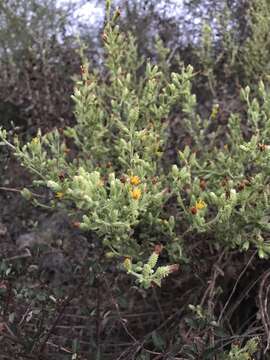 Image of sawtooth bristleweed