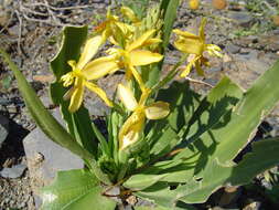 Image of Cyanella lutea subsp. lutea