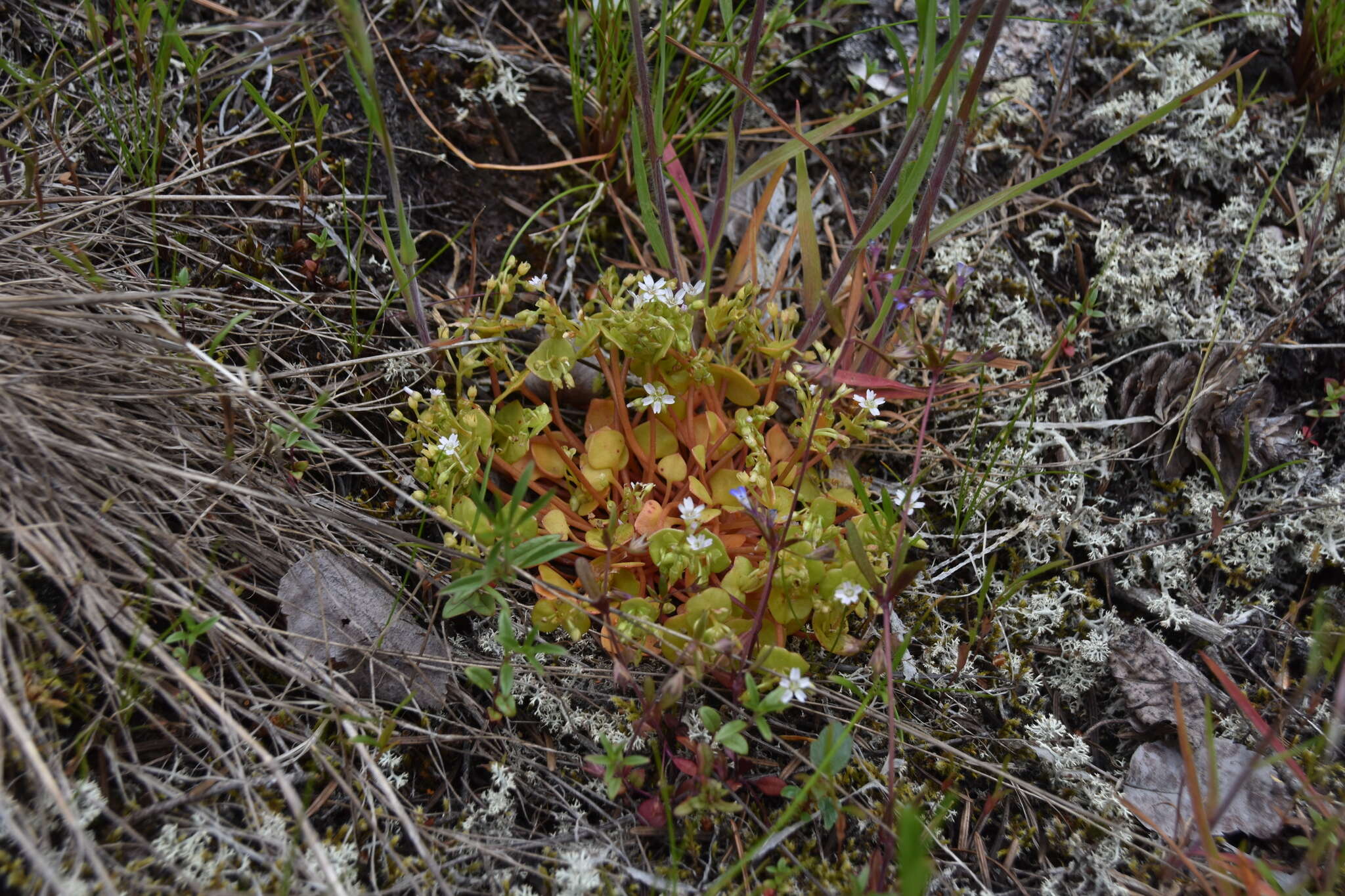 Слика од Claytonia rubra subsp. rubra