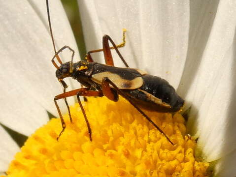 Image of Alloeonotus egregius Fieber 1864