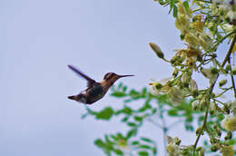 صورة Chaetocercus bombus Gould 1871