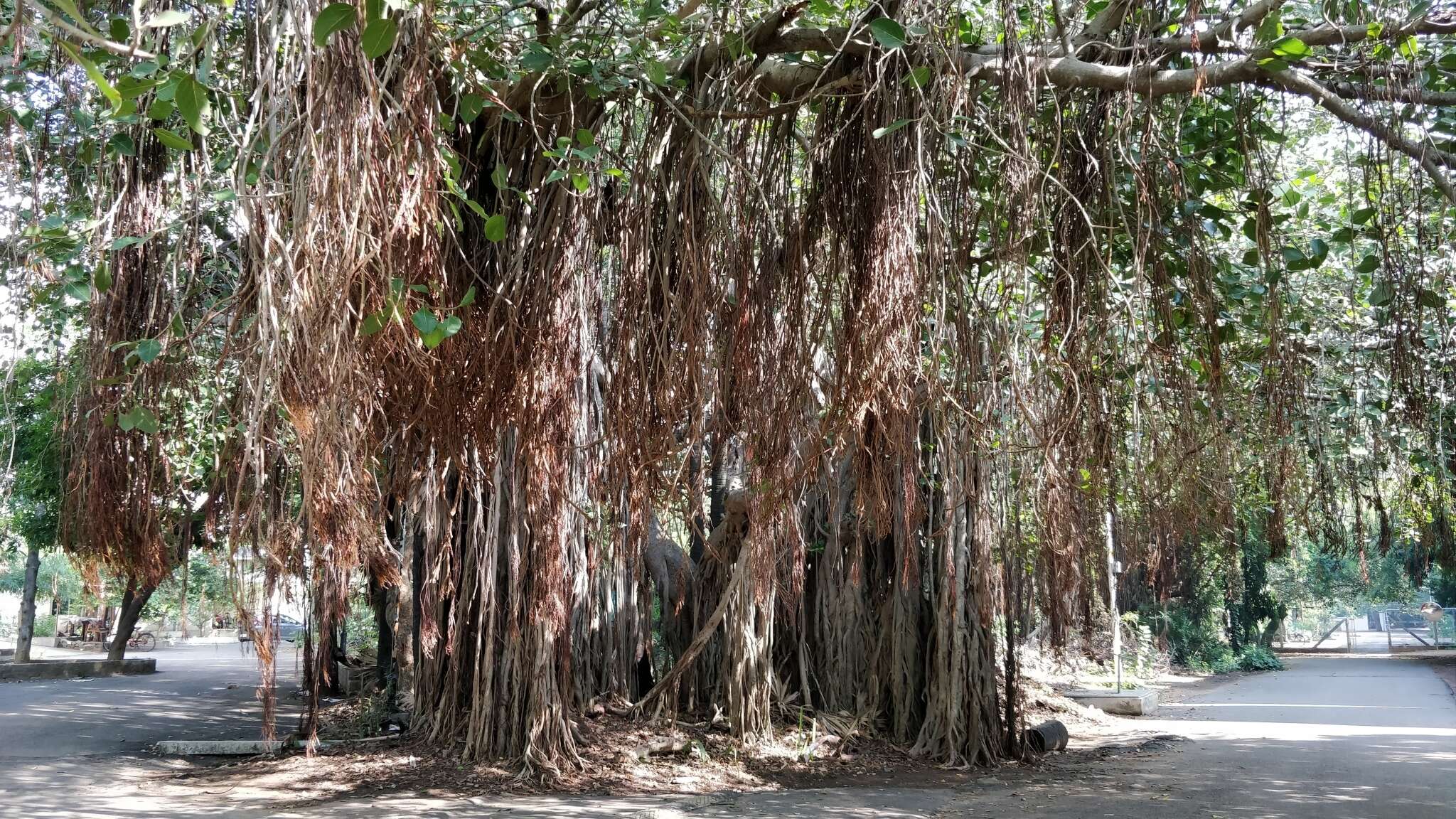 Imagem de Ficus benghalensis L.