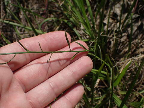 Image of Canby's Lobelia