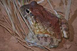 Image of Labyrinth Frog