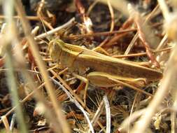 Image of Canarian Pincer Grasshopper