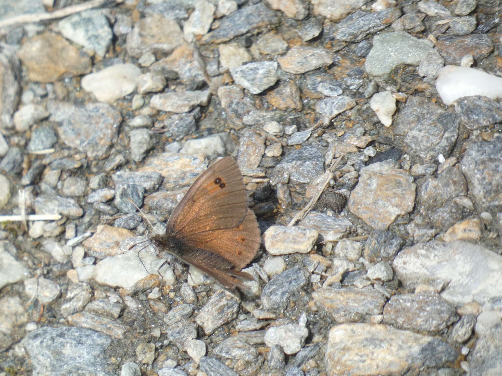 Image of Common Brassy Ringlet