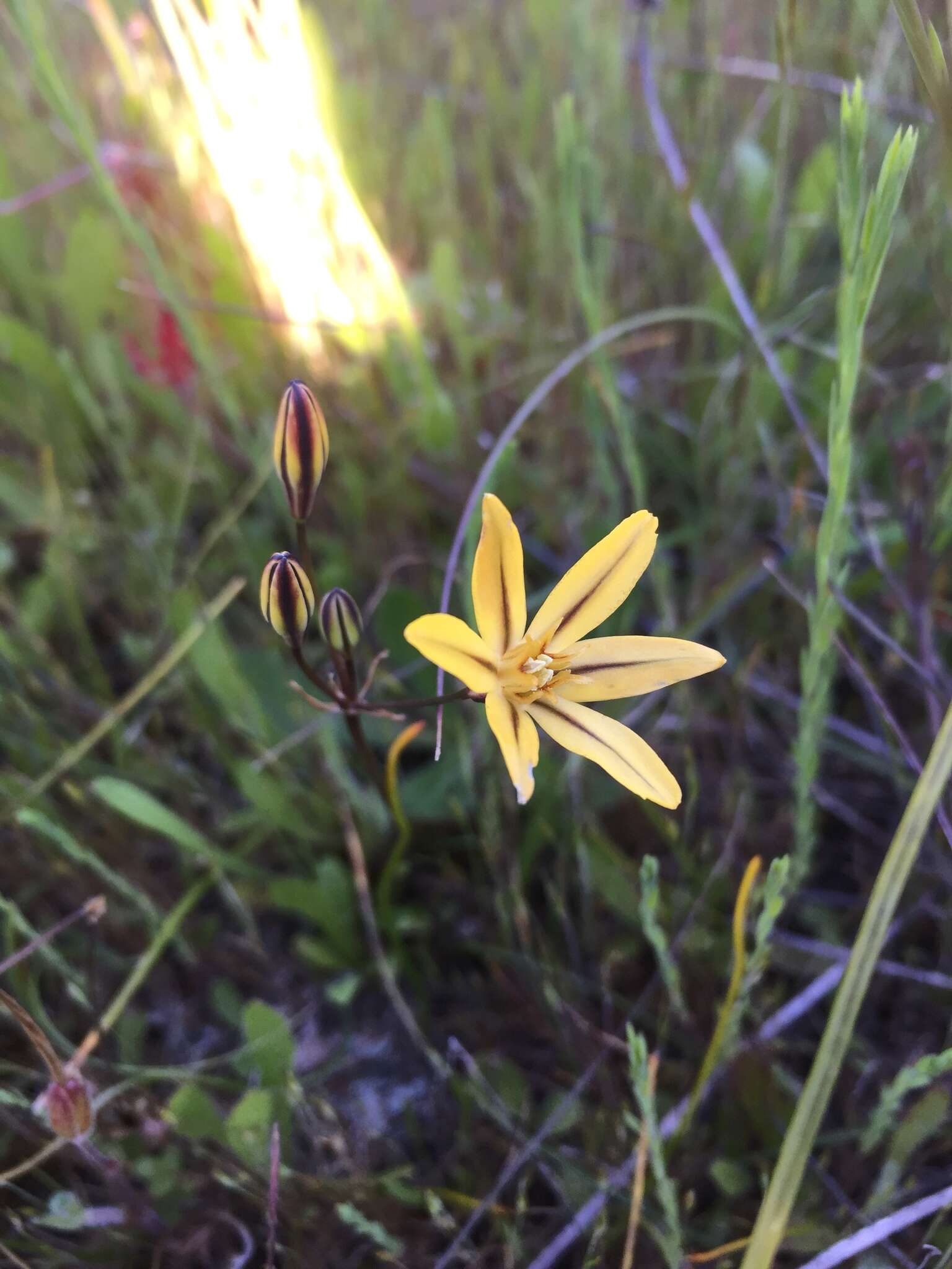 Sivun Triteleia ixioides (Dryand. ex W. T. Aiton) Greene kuva