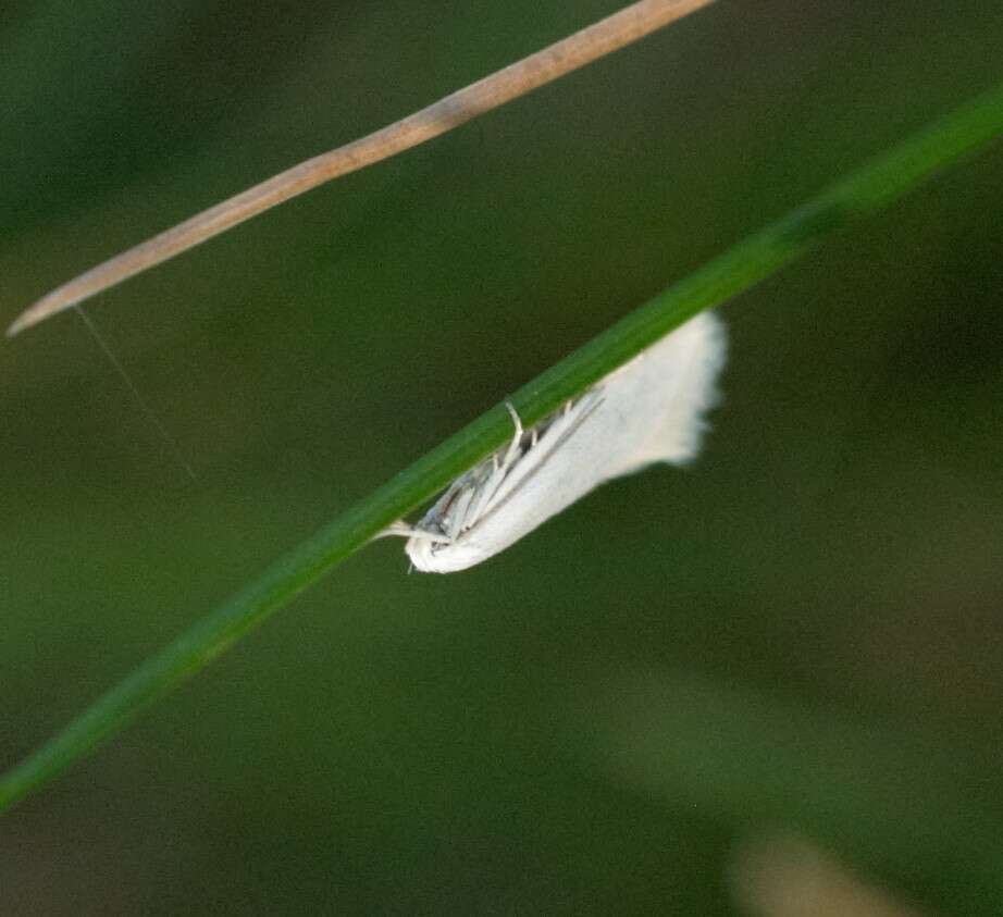 Image of Elachista argentella Clerck