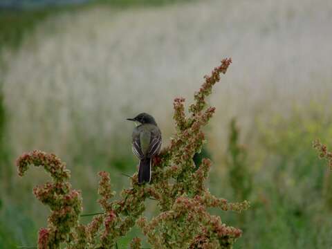 Image of Motacilla flava feldegg Michahelles 1830