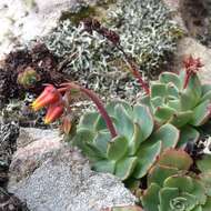 Image of hens and chicks