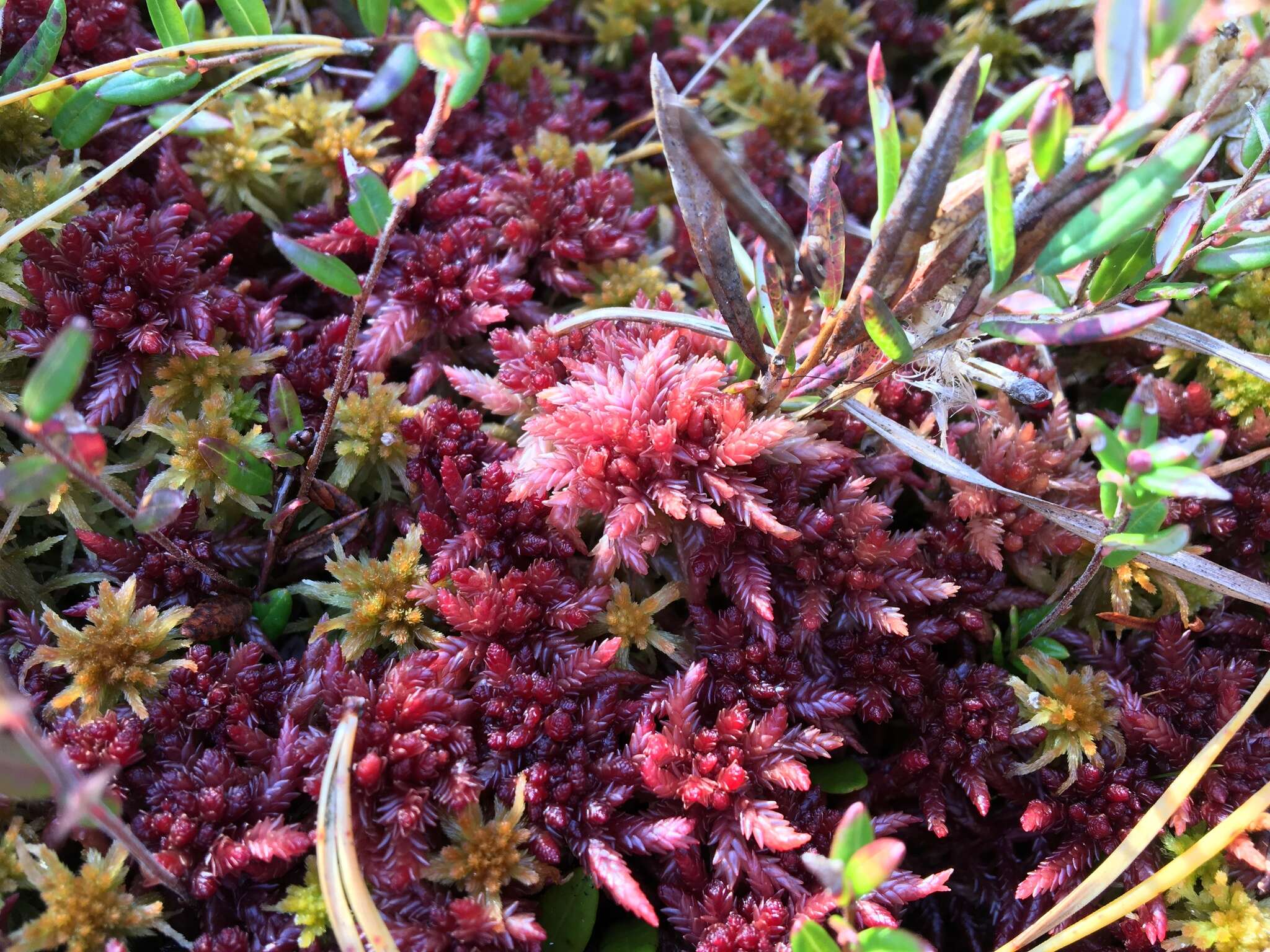 Imagem de <i>Sphagnum medium</i>