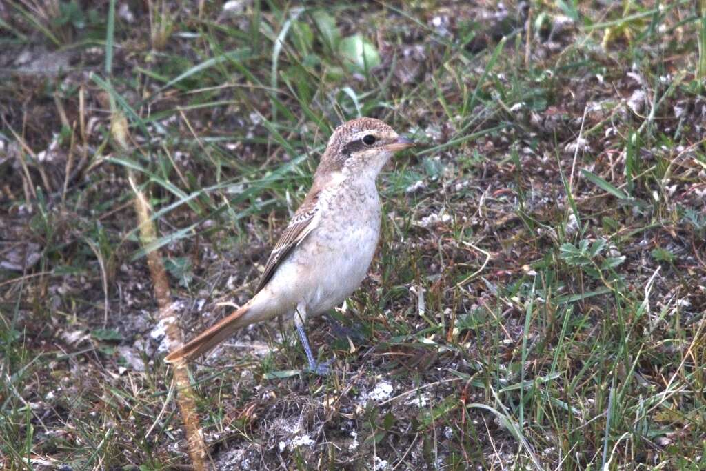 Image of Isabeline Shrike