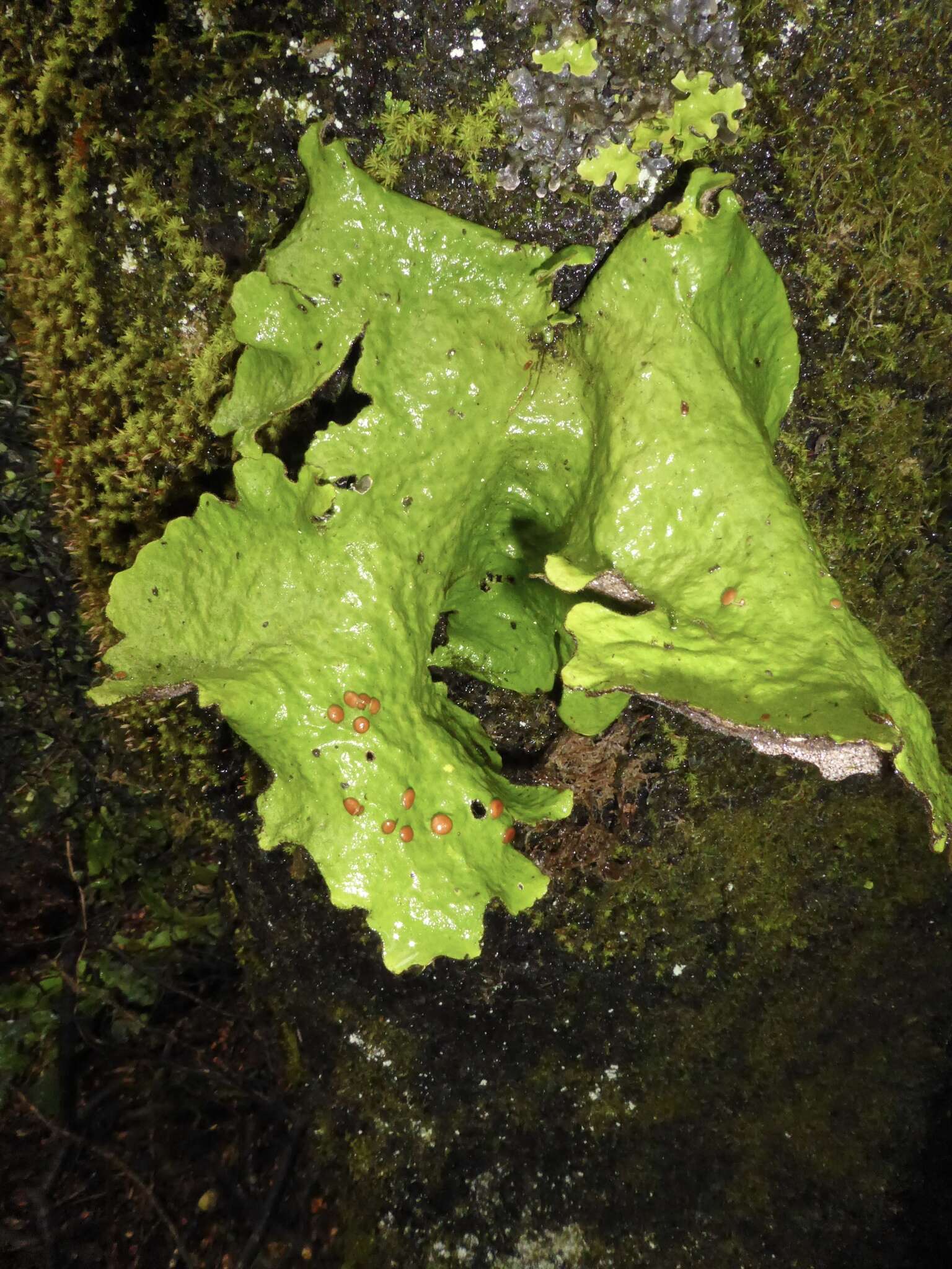 Image of Sticta latifrons A. Rich.