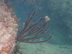 Image of angular sea whip