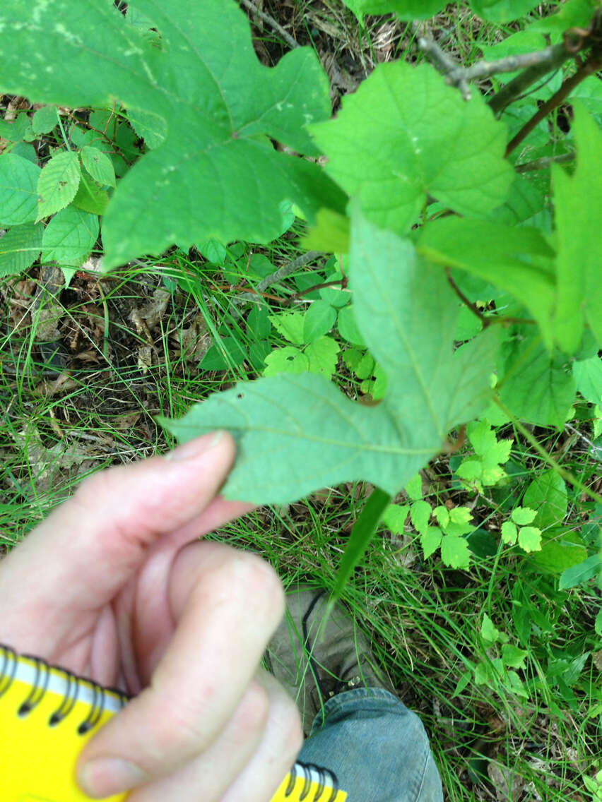 Image of summer grape