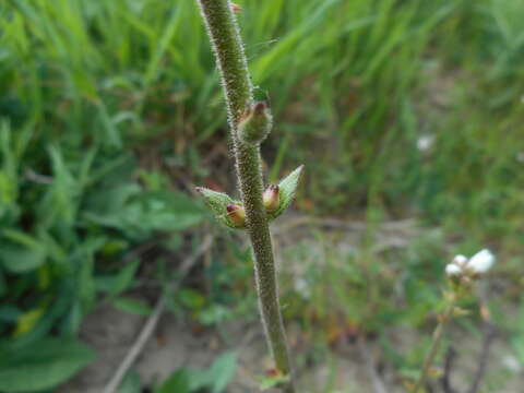 Sivun Saxifraga bulbifera L. kuva