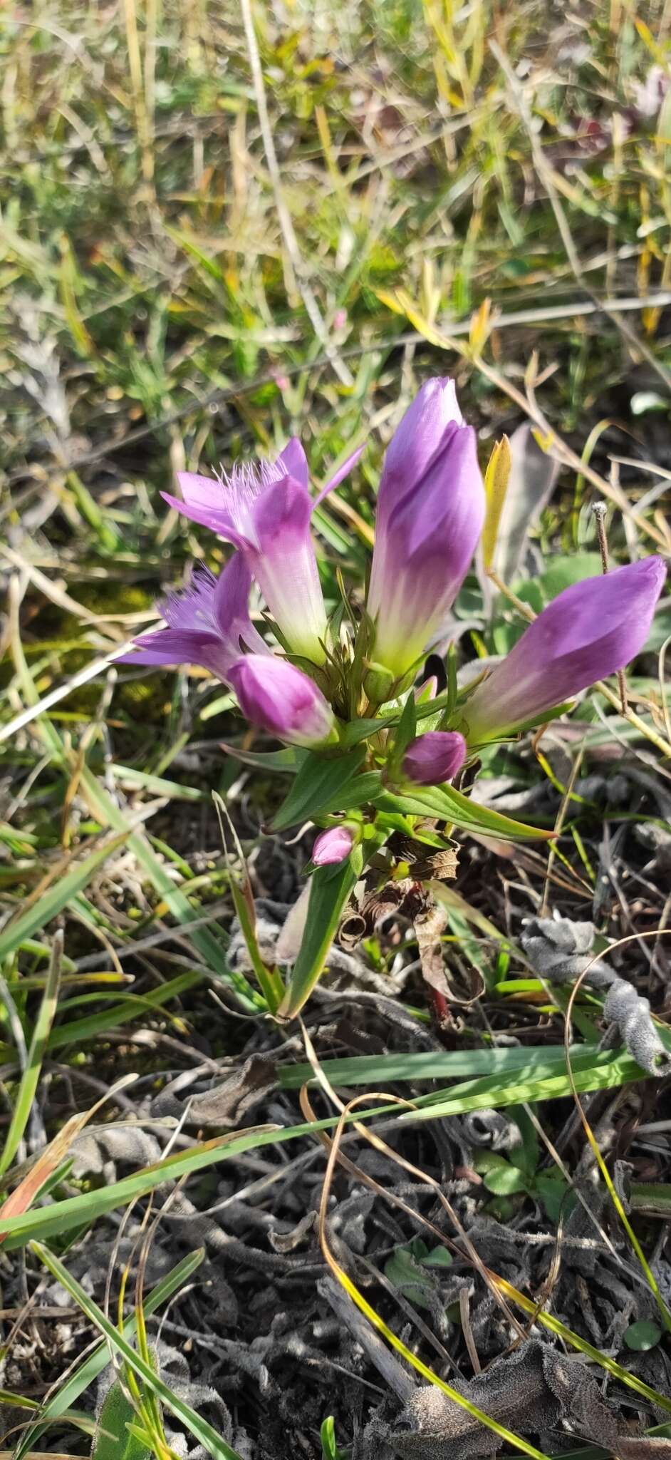 Image of Gentianella austriaca (A. & J. Kern.) Holub