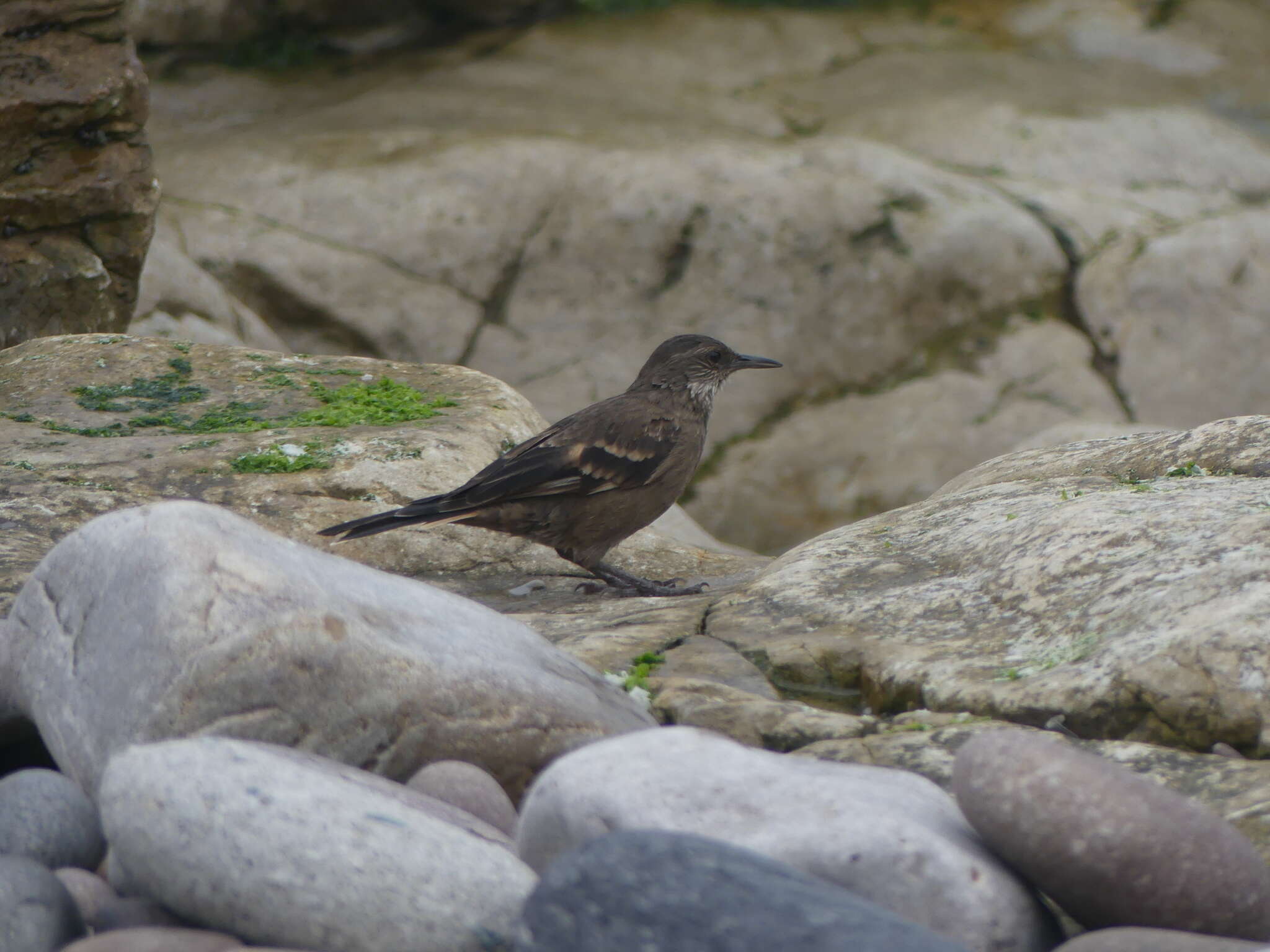 Image of Peruvian Seaside Cinclodes