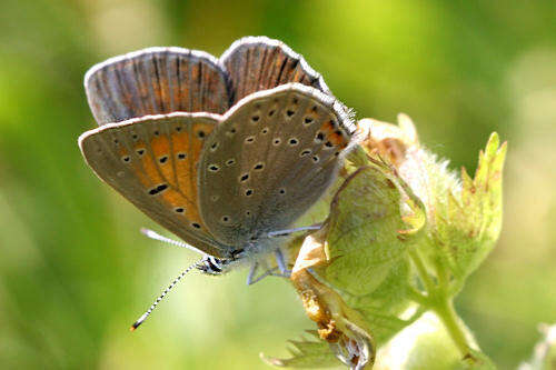 Image of <i>Lycaena hippothoe euridice</i> Rottemburg 1775