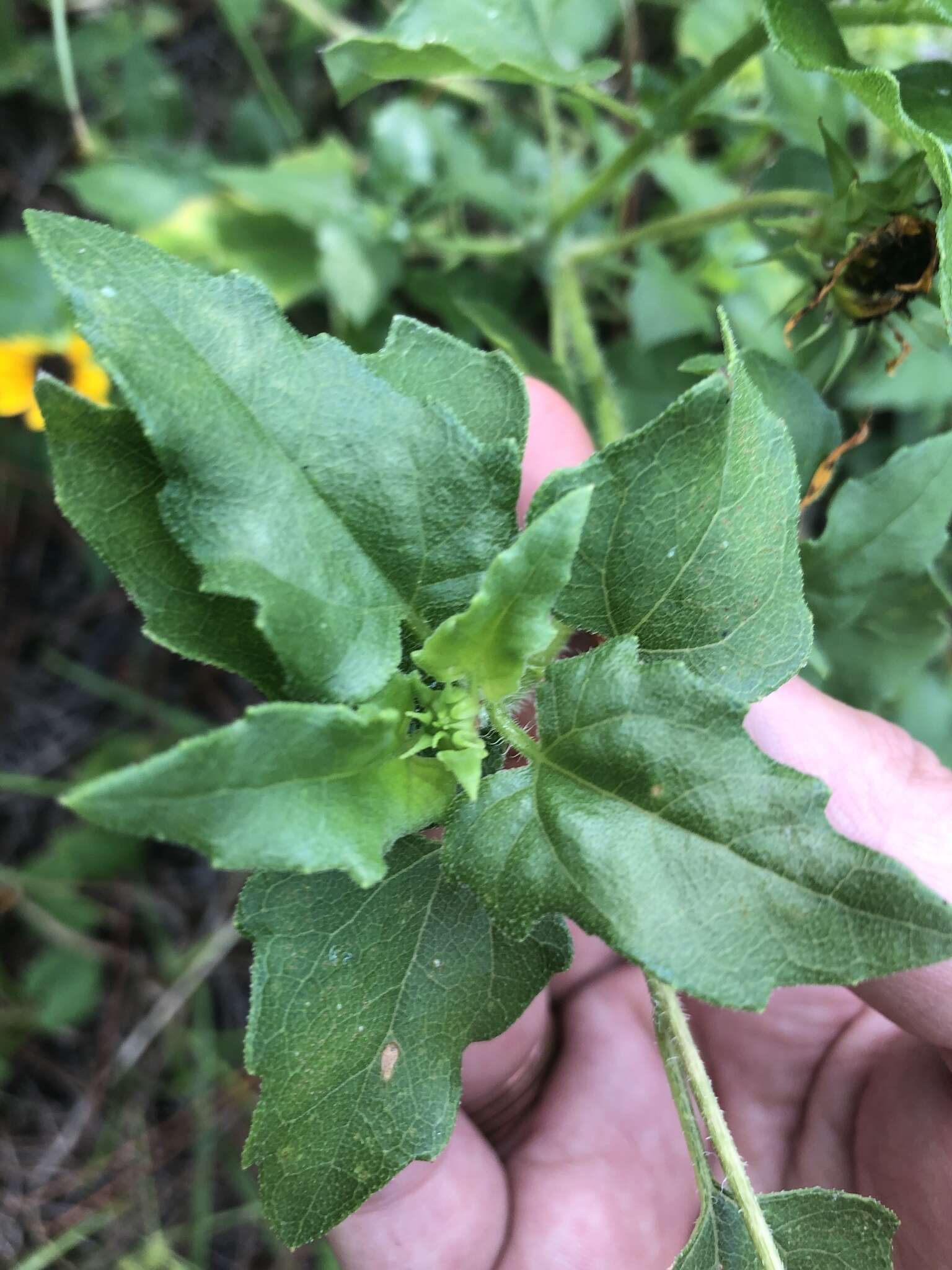 Image of cucumberleaf sunflower