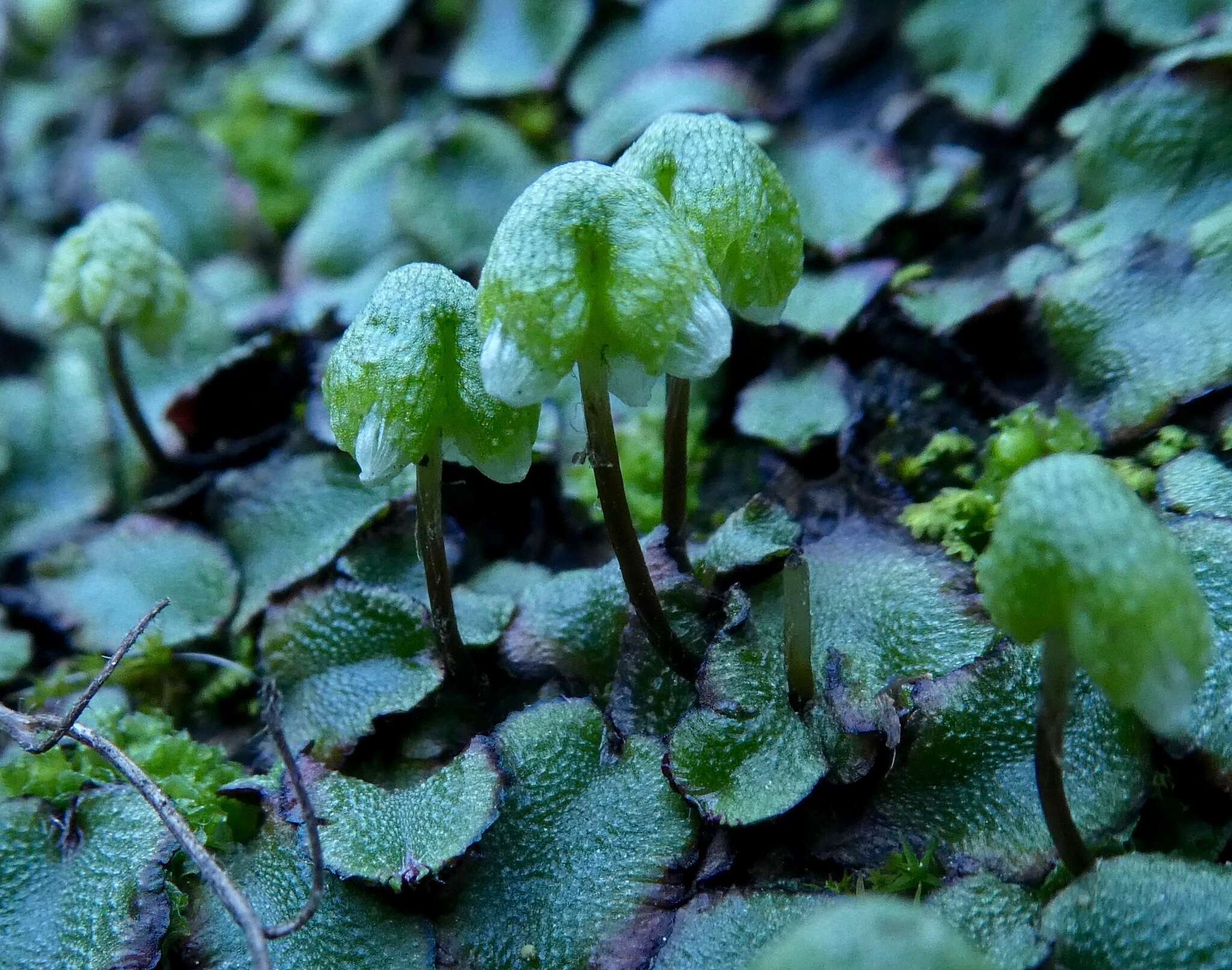 Image of Asterella californica (Hampe ex Austin) Underw.