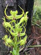 Image of Habenaria jaliscana S. Watson