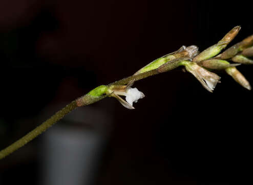 Image of Greenwoodiella micrantha var. garayana (R. González) Salazar & R. Jiménez