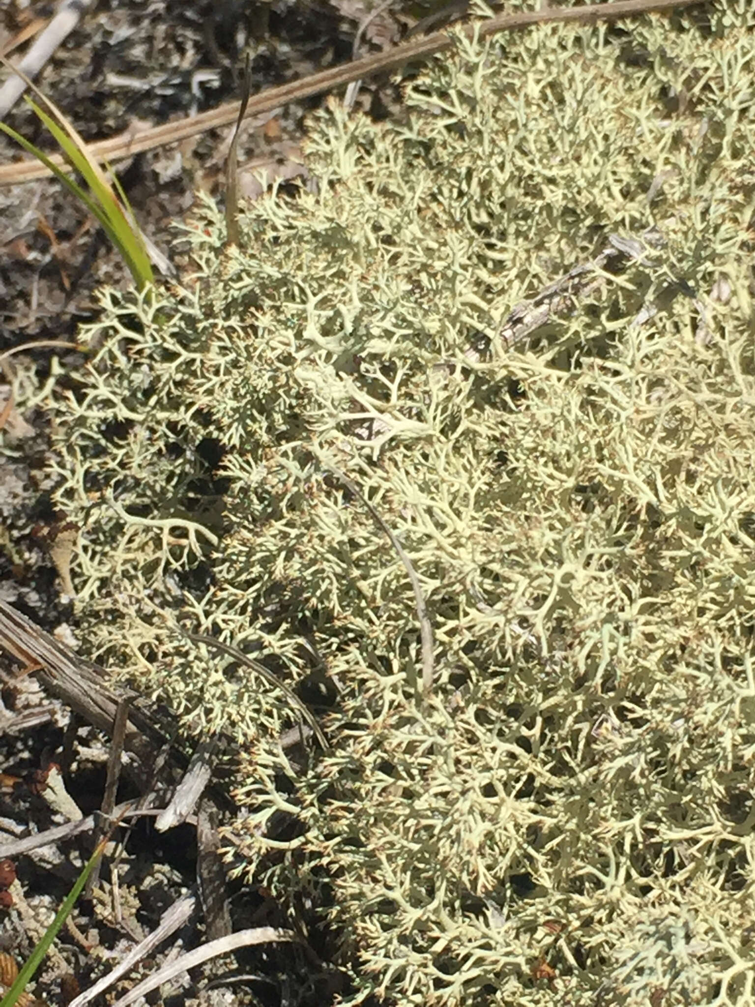 Image of reindeer lichen