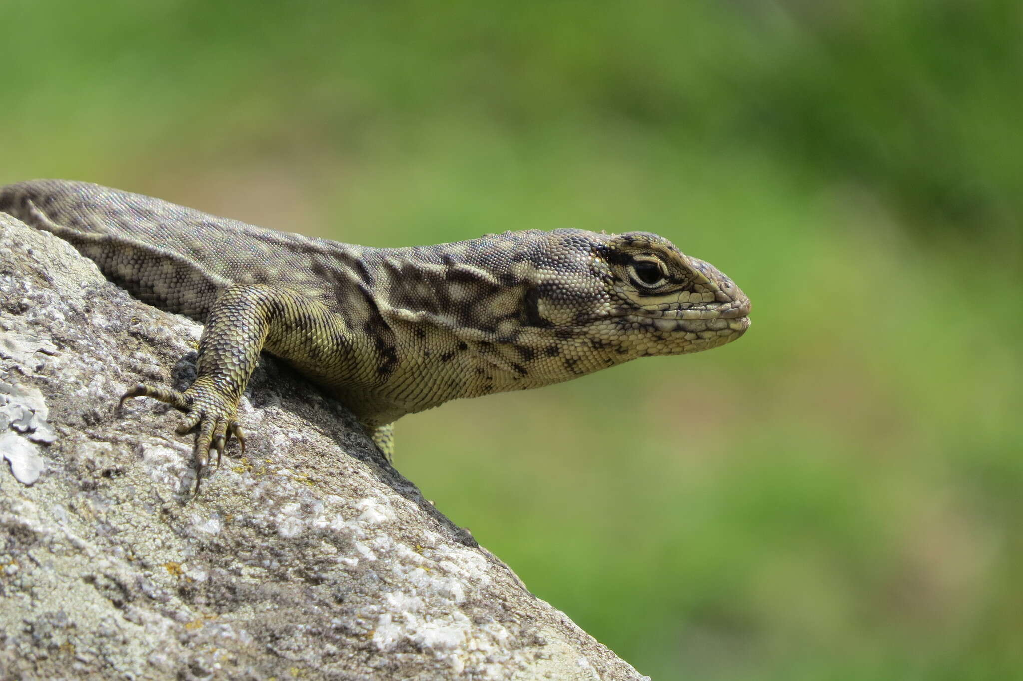 Слика од Stenocercus crassicaudatus (Tschudi 1845)