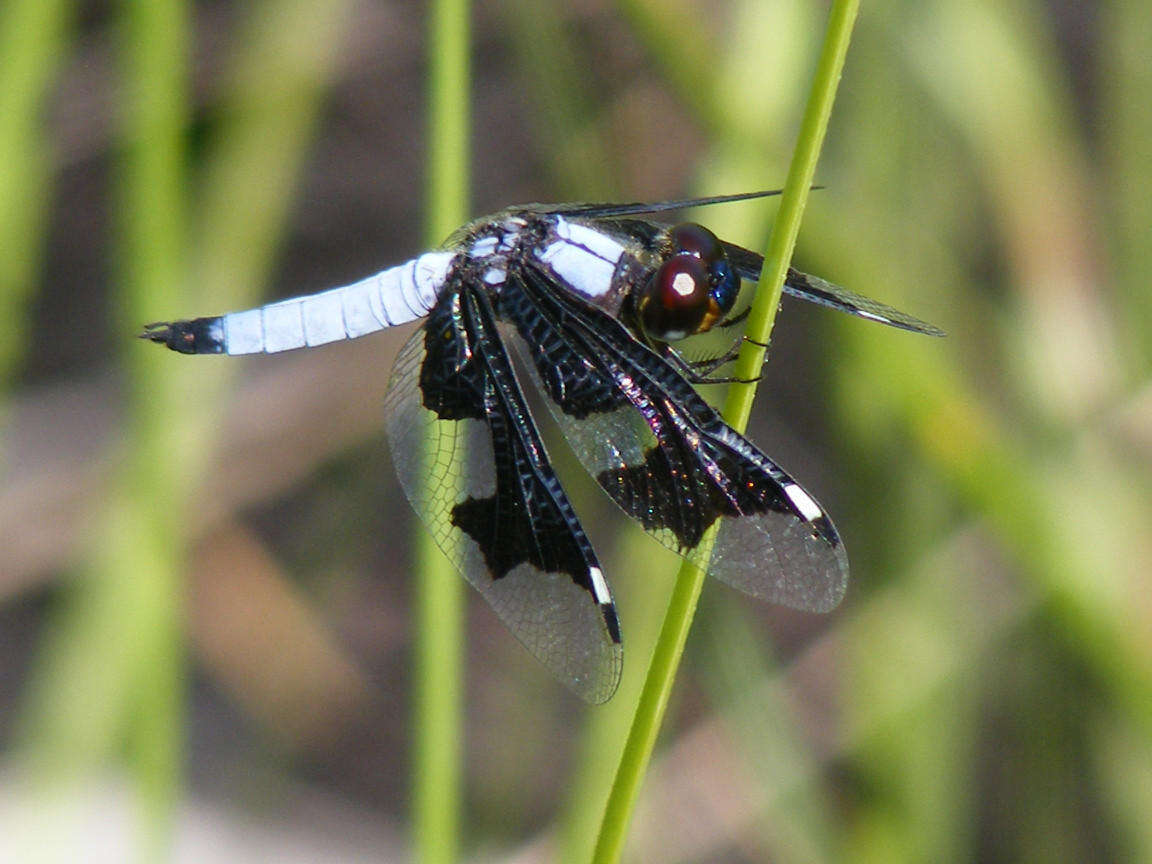 Image of Portia Widow