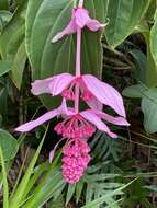 Image of showy medinilla