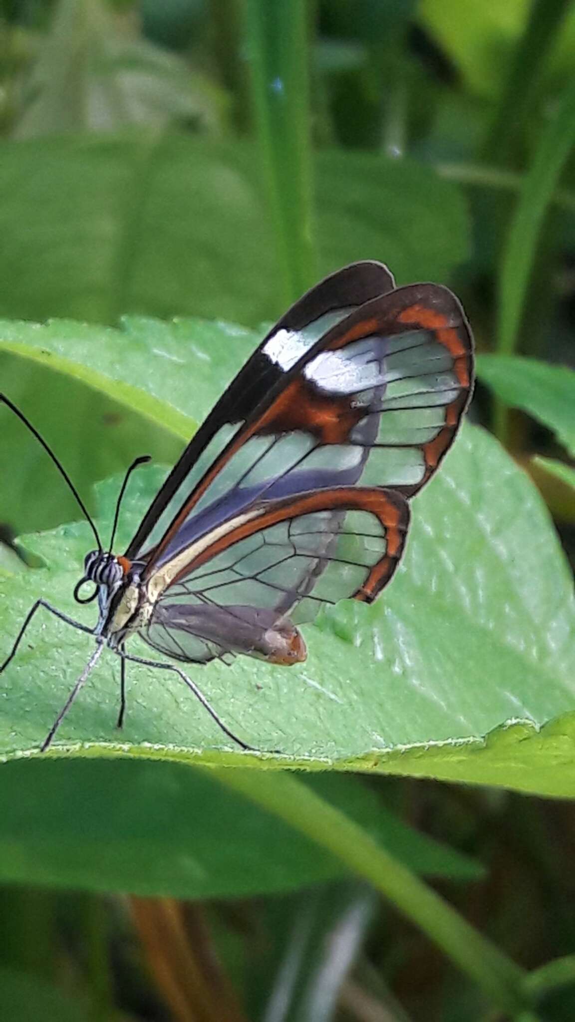 Image of Ithomia agnosia zikani d'Almeida 1940