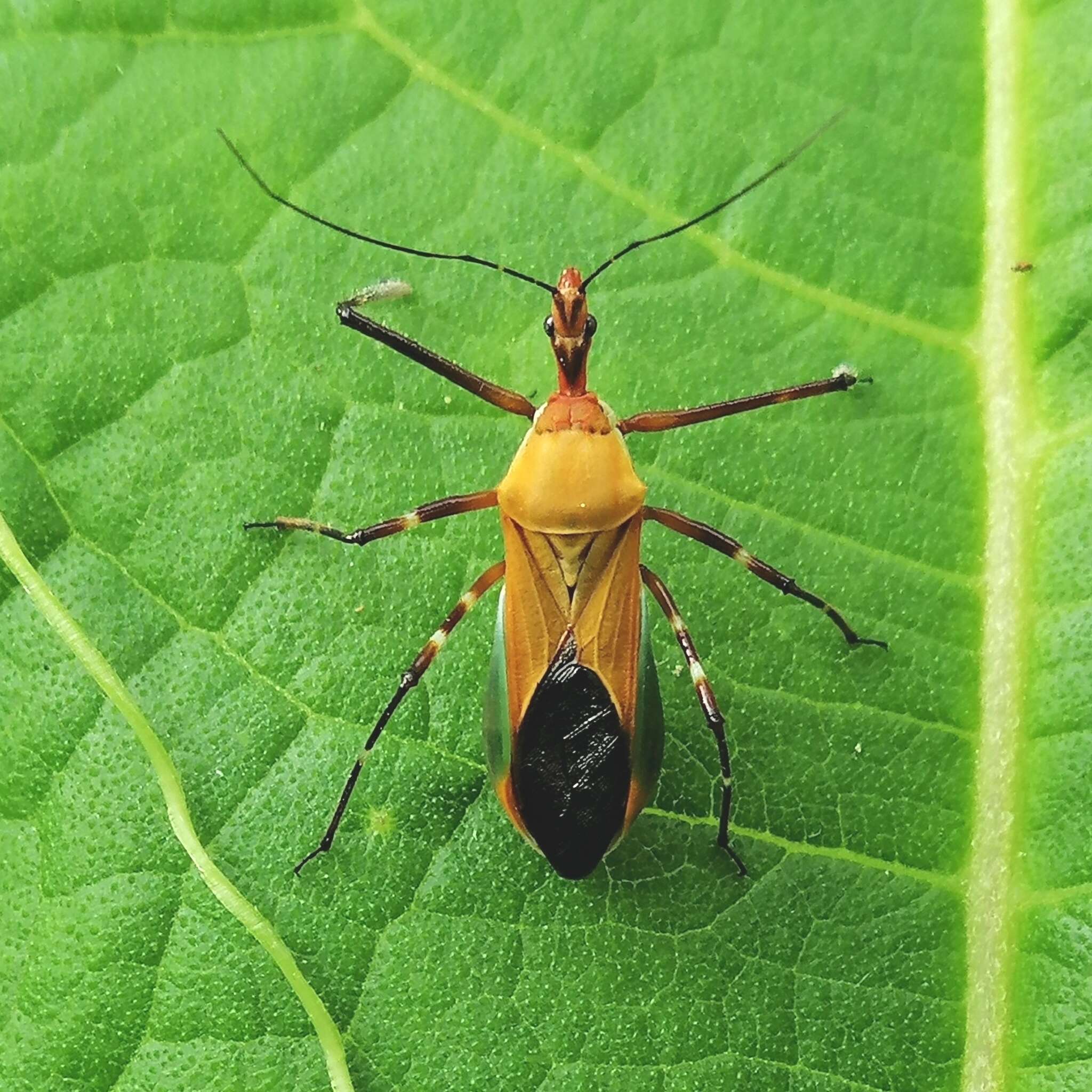 صورة Zelus laticornis (Herrich-Schaeffer 1850)