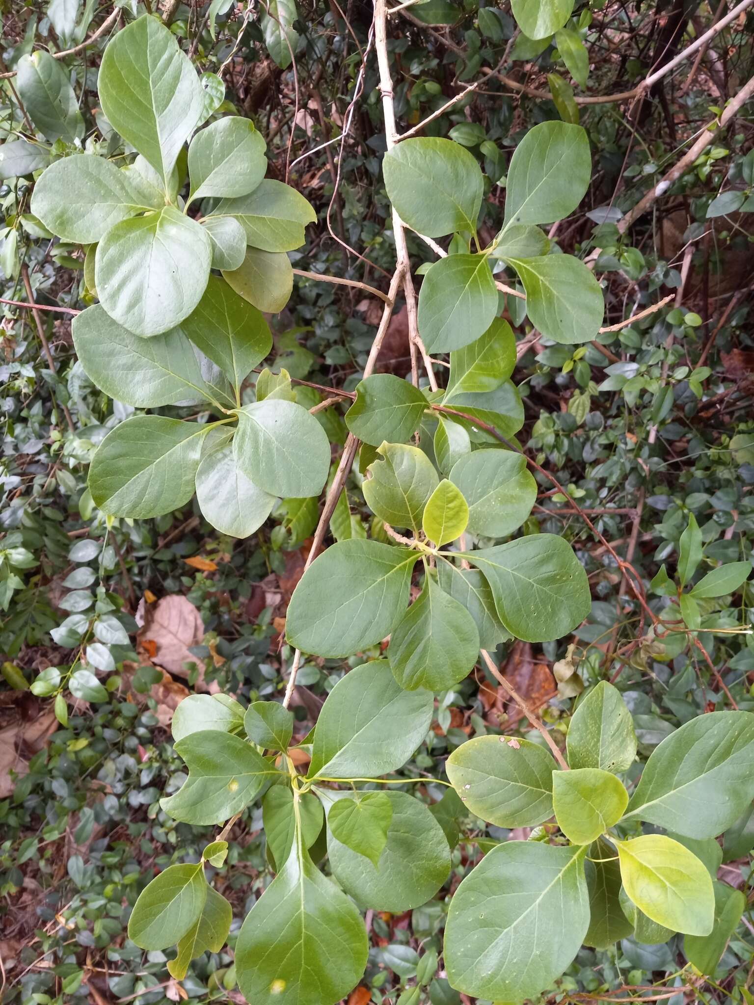 Plancia ëd Cornutia pyramidata L.