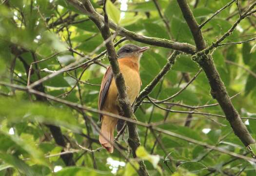 Attila phoenicurus Pelzeln 1868的圖片