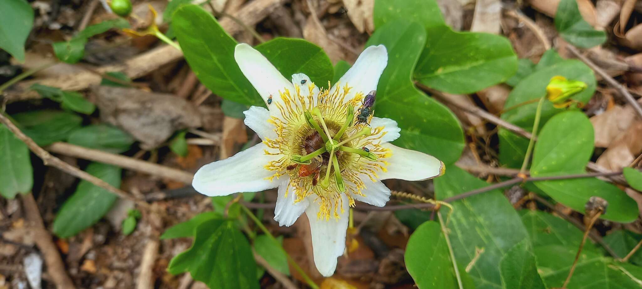 Слика од Passiflora bicornis Mill.