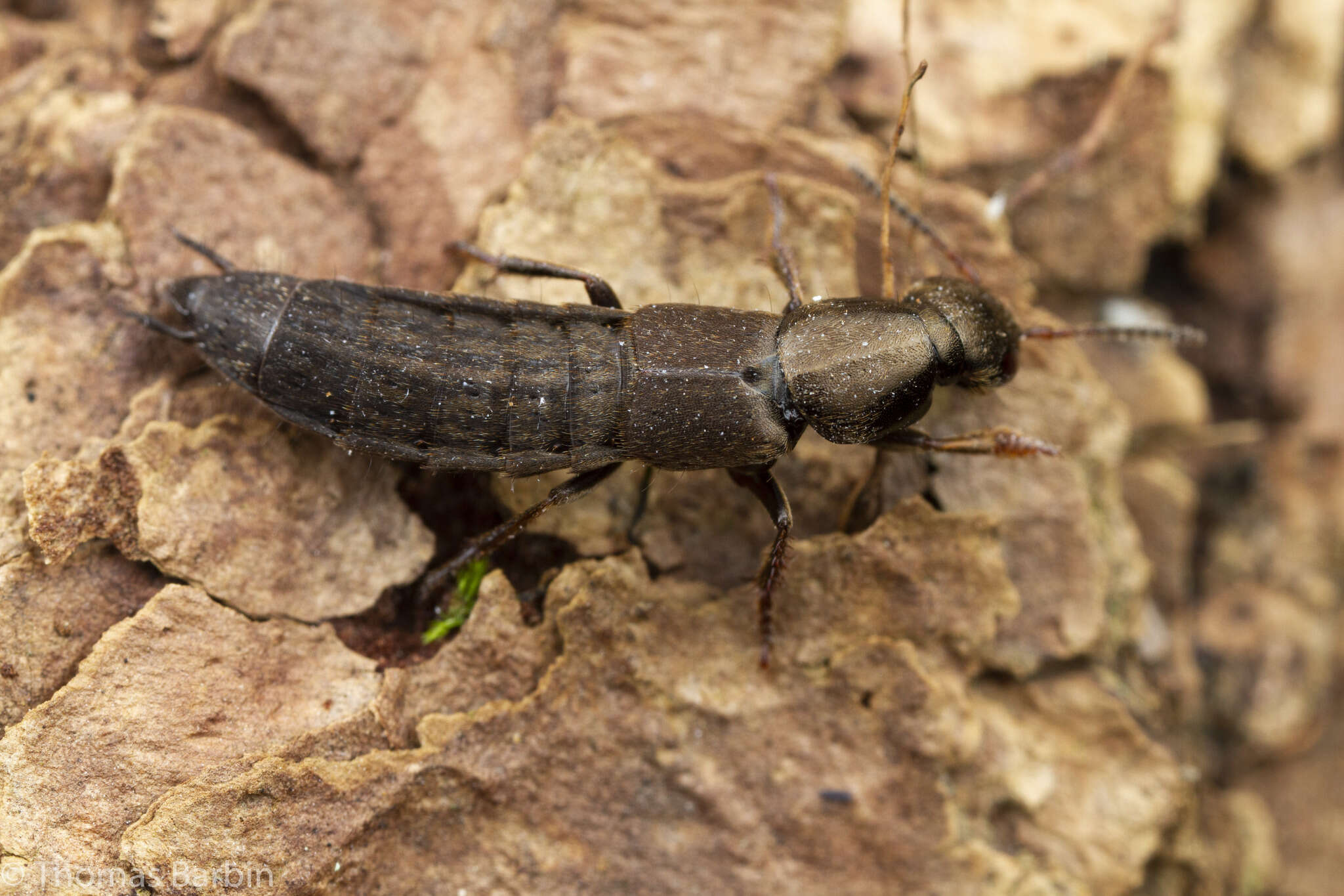 Plancia ëd Ocypus (Pseudocypus) aeneocephalus (De Geer 1774)