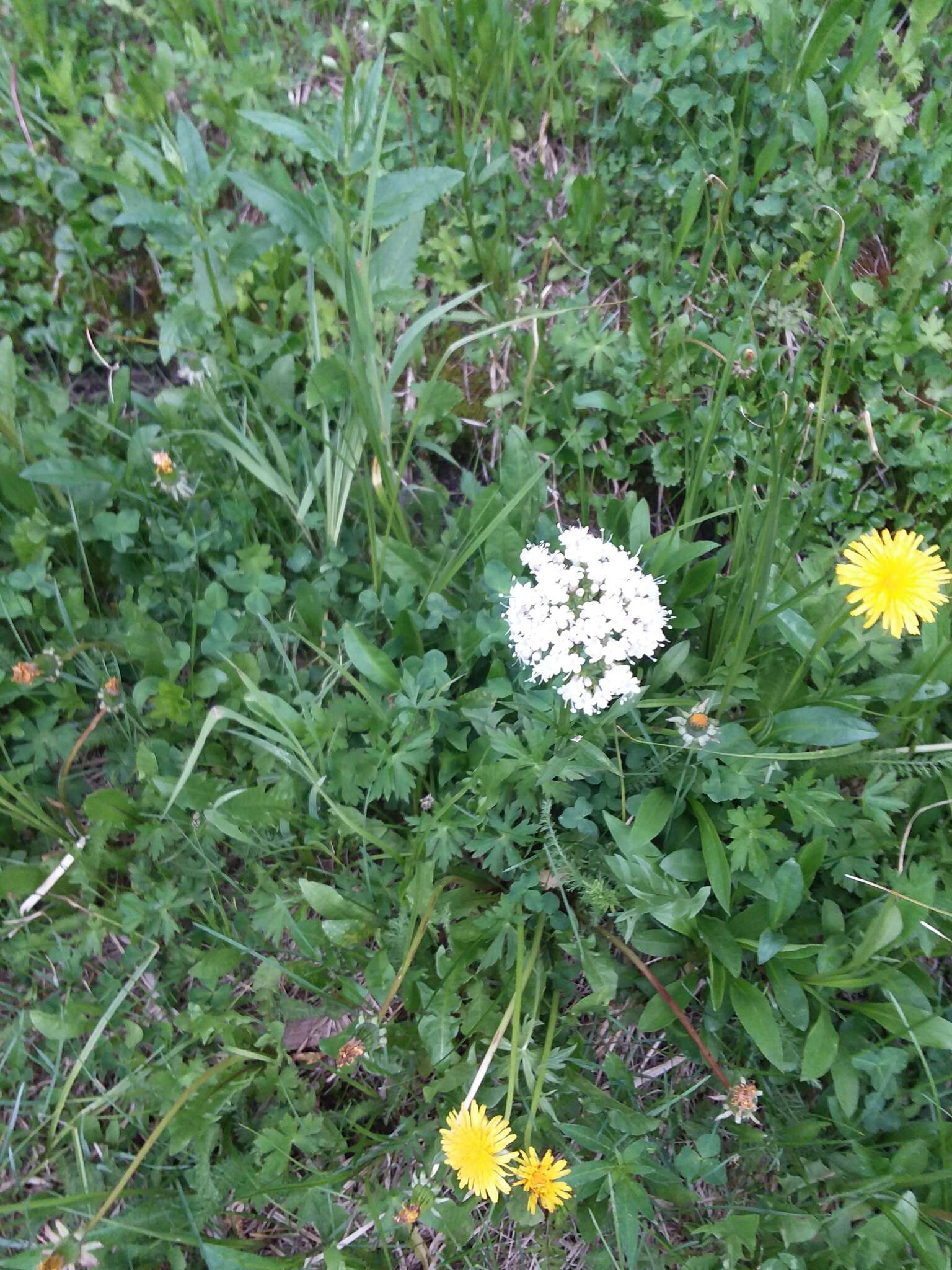 Image of Clustered Valerian