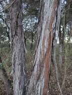 Image of Comitan juniper