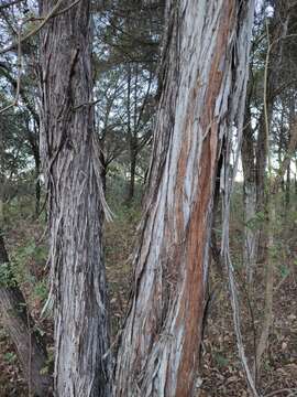 صورة Juniperus comitana Martínez