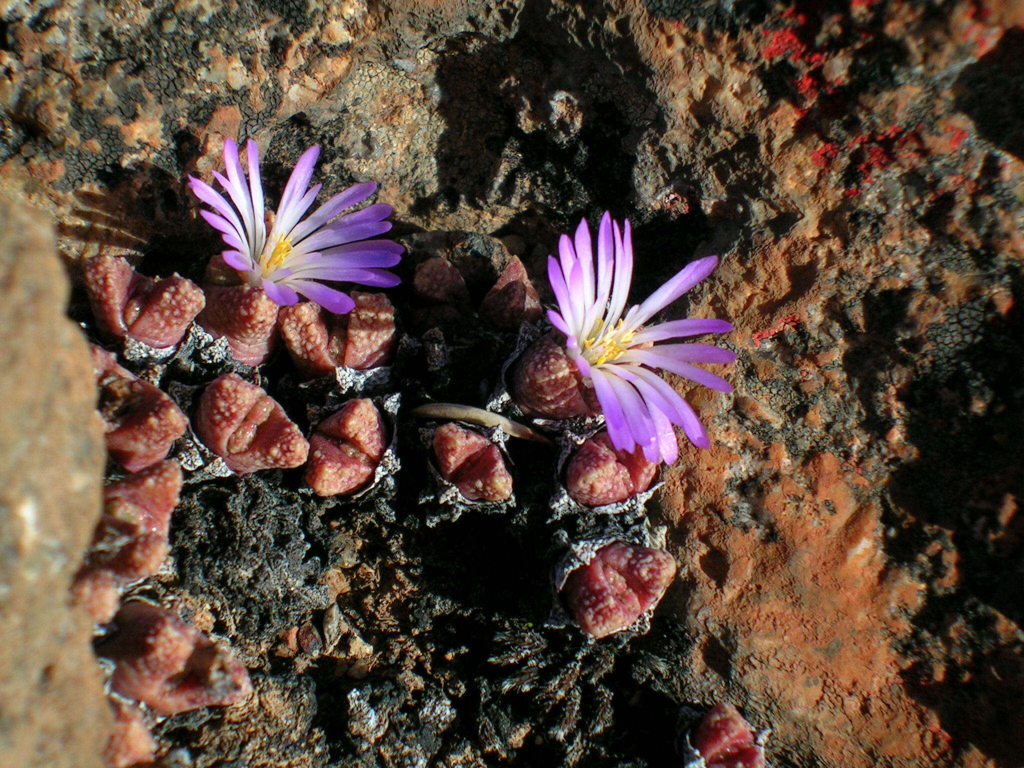 Image de Conophytum khamiesbergense (L. Bol.) Schwant.