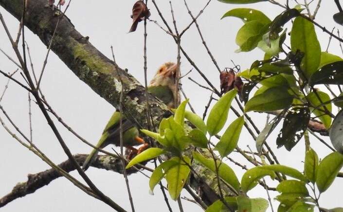 Image of Lineated Barbet