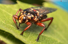 Image of Hippobosca rufipes Olfers 1816