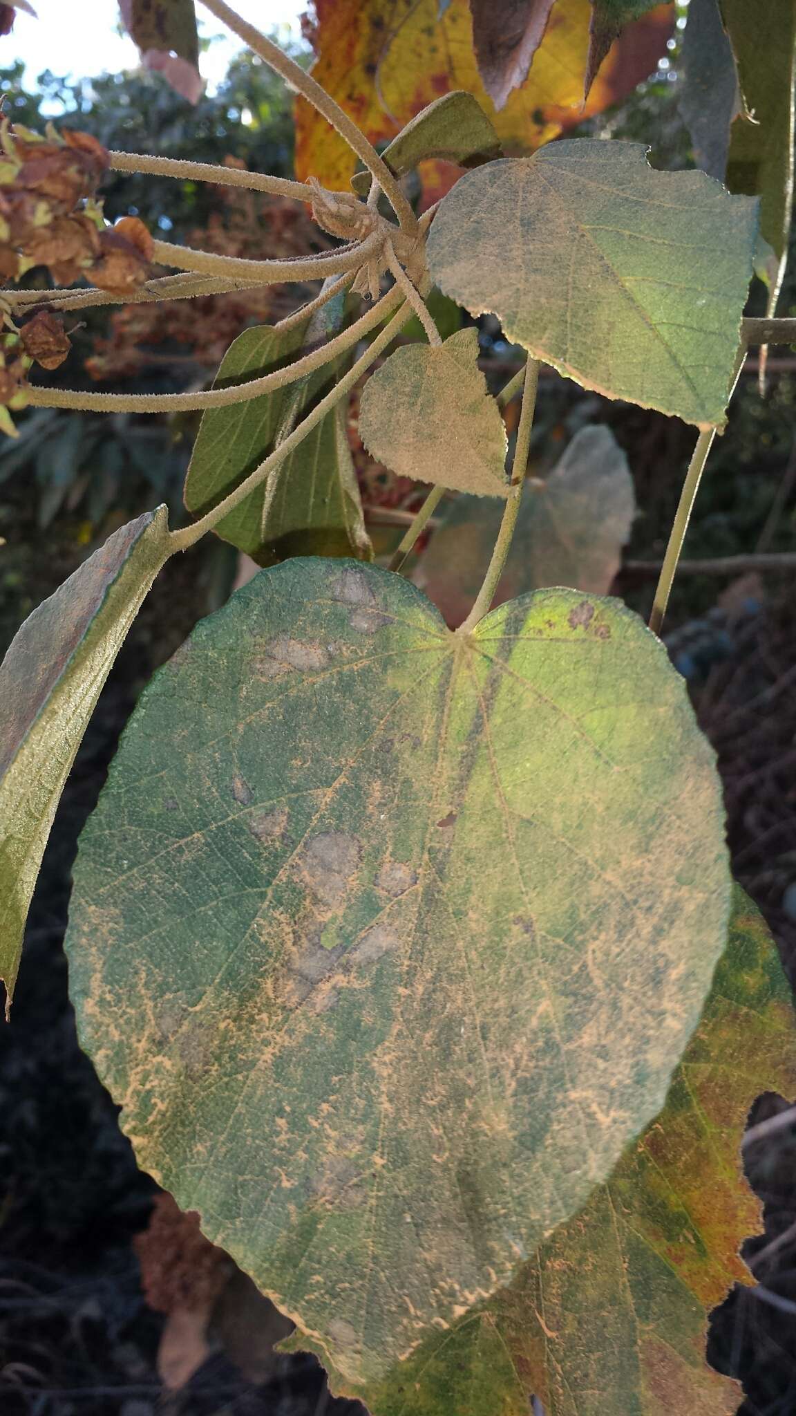 Image of Dombeya hildebrandtii Baill.