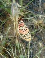 Image of Acraea violarum Boisduval 1847