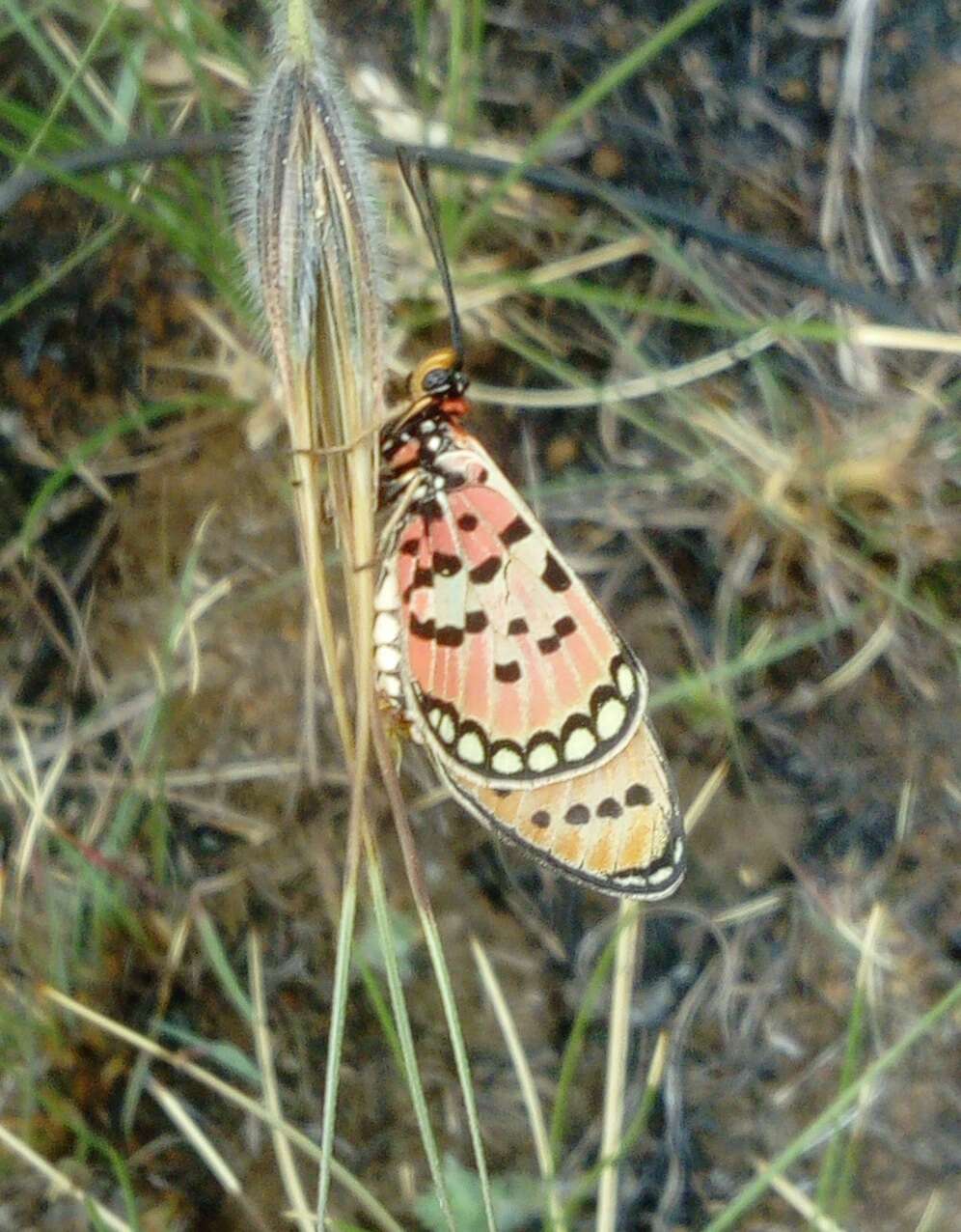 صورة Acraea violarum Boisduval 1847