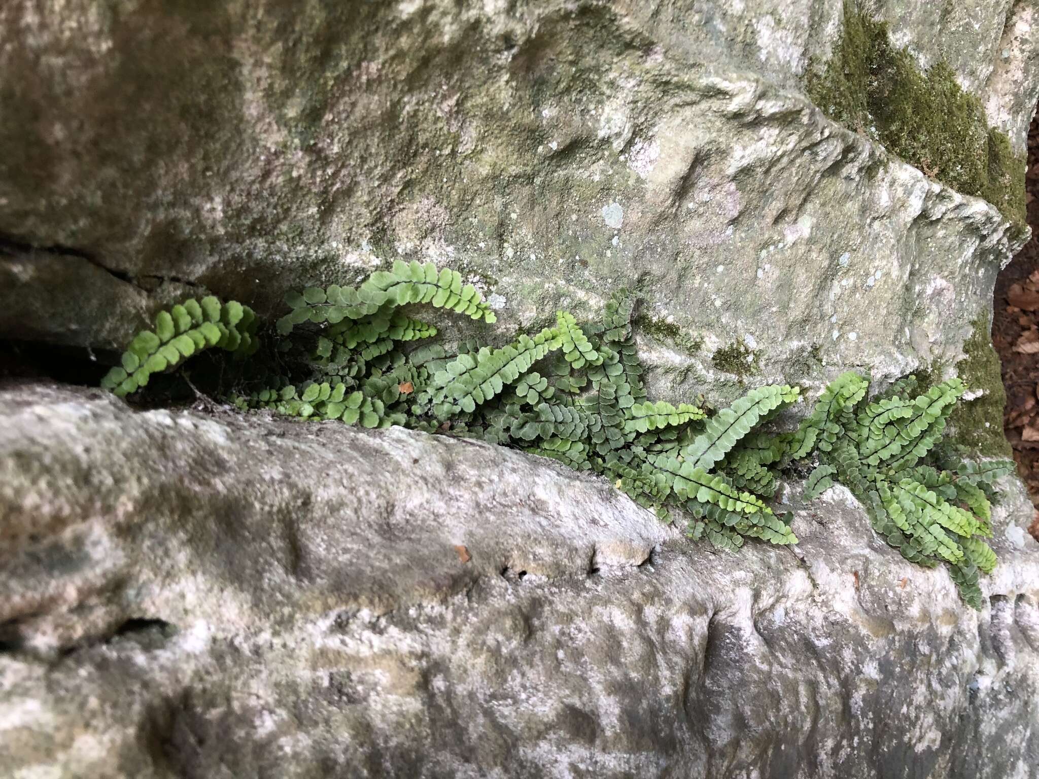 Image of Asplenium trichomanes subsp. pachyrachis (Christ) Lovis & Reichst.