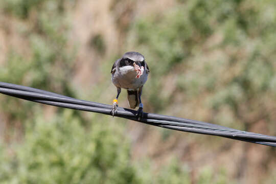 Image of San Clemente loggerhead shrike