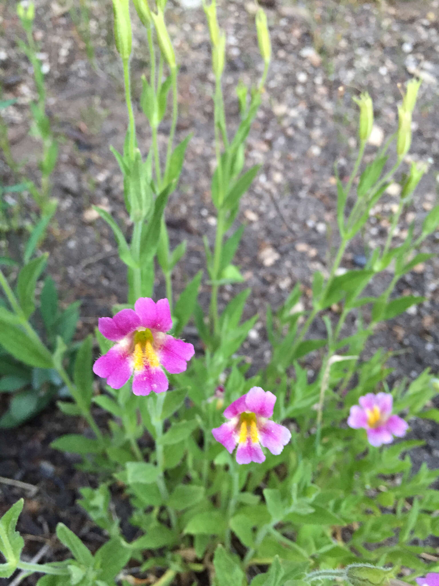 Image of Erythranthe erubescens G. L. Nesom